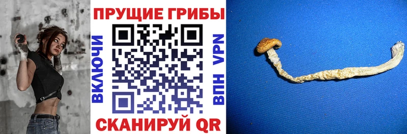 Галлюциногенные грибы Cubensis  Новосибирск 
